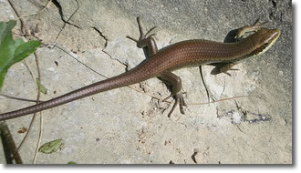long tail lizard